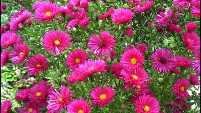 ❀МНОГОЛЕТНИЕ ЦВЕТЫ,КОТОРЫЕ МОЖНО ПОСАДИТЬ НА ГЛИНИСТОЙ ПОЧВЕ.КАК УЛУЧШИТЬ СТРУКТУРУ ПОЧВЫ.❀ смотреть онлайн