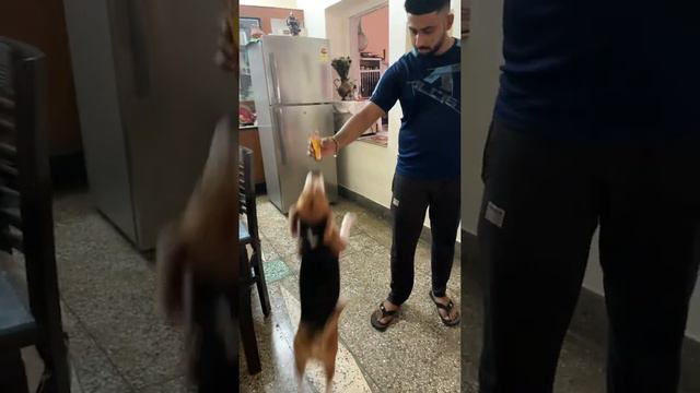 Cute beagle loves to eat pedigree gravy смотреть онлайн