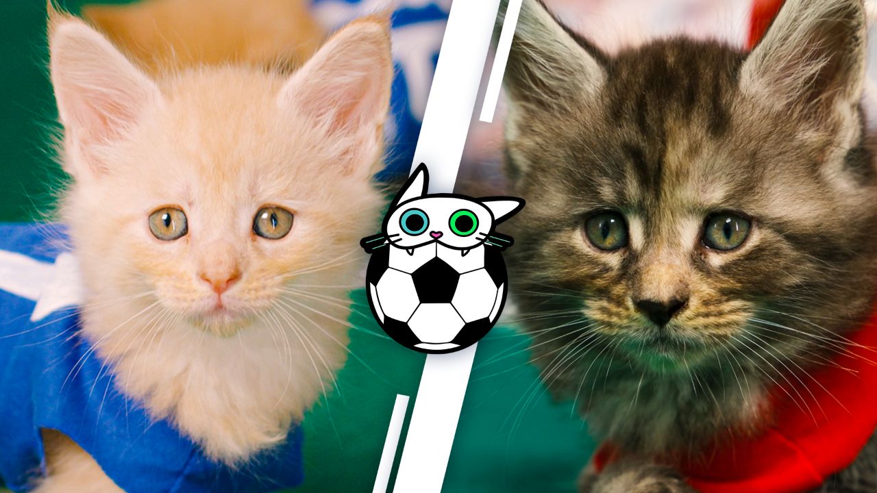 ⚽ Чемпионат по футболу среди котят "КУСЬ-2024" ⚽ — Кусь-шоу — Футбол с котятами
