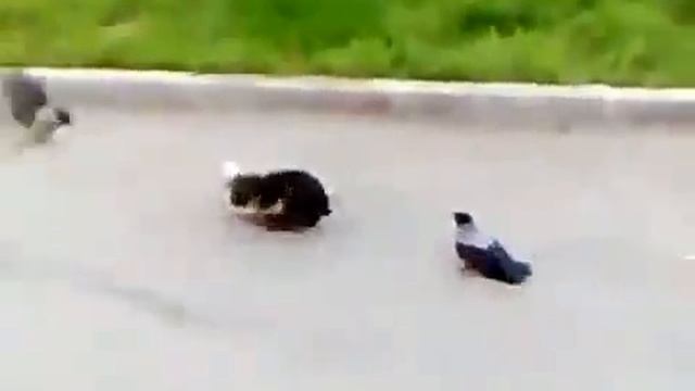 Самое прикольное видео Коты и вороны (Cats and Crows) смотреть онлайн