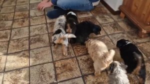 Щенками мини аусси 5 недель. Загадка питомника собак, кто остается у нас дома