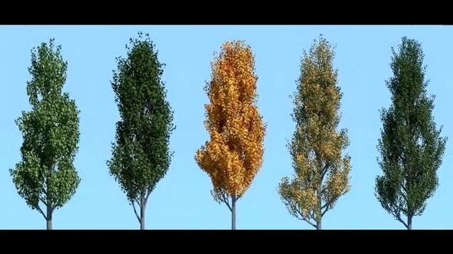 "Пять тополей" (Д.Хиль - Ю.Панкратов) смотреть онлайн