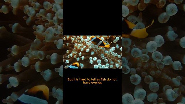 Do fish go to sleep? смотреть онлайн