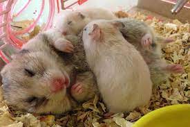 КРОШЕЧНЫЙ ДИТЕНЫШ ХОМЯКА