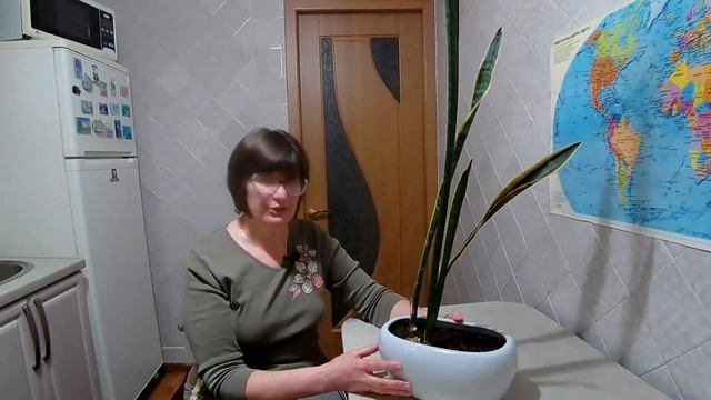 Сансевиерия (часть 1) | Причины плохого роста разрастания и заболеваний.