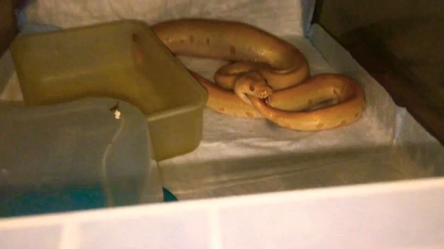 Тигровый питон ест свой хвост смотреть онлайн