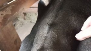 Почему корова не телится в срок.