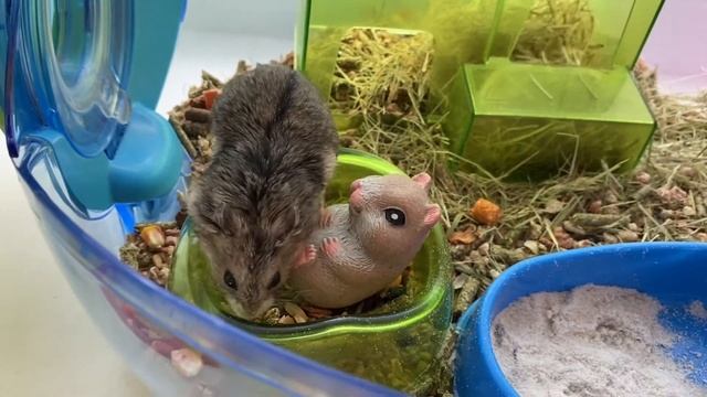 ВИДЕО ПРО СМЕШНЫХ ХОМЯКОВ ДЖУНГАРСКИЙ ХОМЯК смотреть онлайн