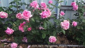 Обзор розы Ромина (Чайно гибридная) - Romina (Tаntau 2015)