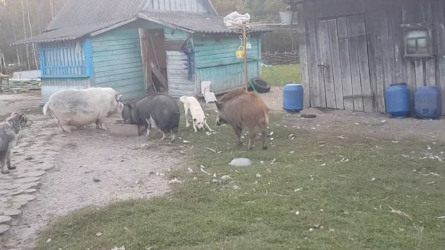 Избавляемся от индюков и сразу же рождаются новые жители хутора . На крыше остались мелкие штрихи . смотреть онлайн