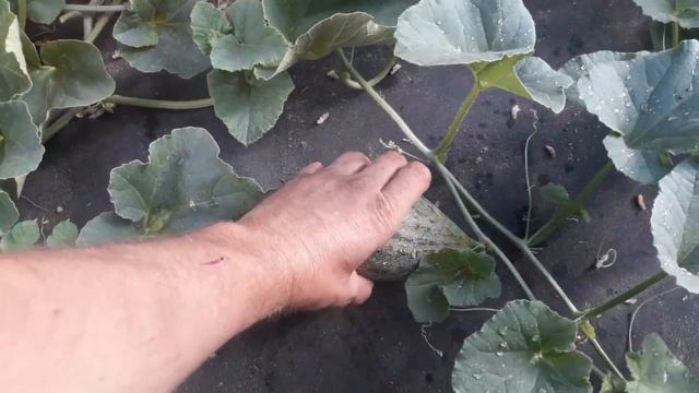 дыни привитые на тыкву урожайность впечетлиа смотреть онлайн