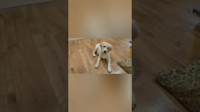 Лабрадор Каспер выполняет команды(4месяца)