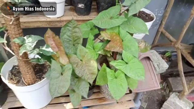 INILAH PERBEDAAN SYNGONIUM CHRISTMAS VS MARIA