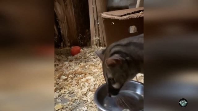 Необычный конкурент домашней кошки — генета смотреть онлайн