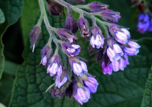 Окопник Лекарственный РЕЛАКС АРТ-ТЕРАПИЯ ИМПРОВИЗАЦИЯ композитор Виктор Анохин #музыка #piano #цветы