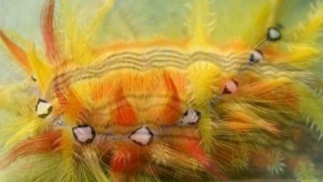 Необычные насекомые 2# смотреть онлайн