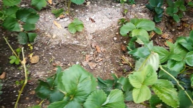 Садене на Ягоди смотреть онлайн