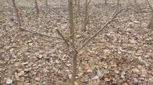 Обрезка дерева под шарик. Небольшой обзор.