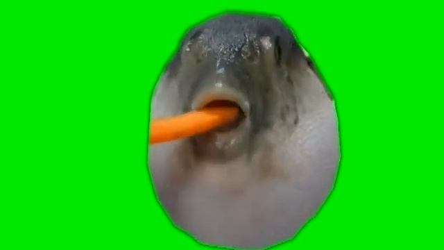 🔎Футаж рыба ест морковь🔍 смотреть онлайн