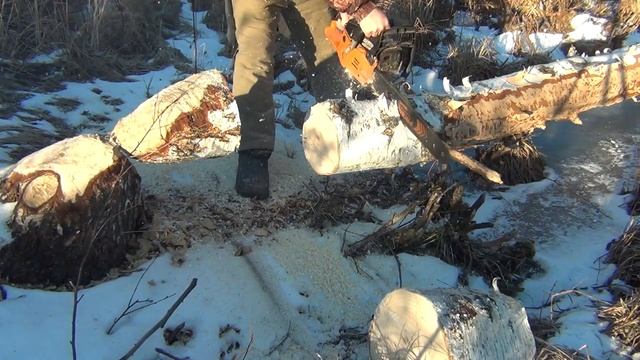 Зачистка пруда от поваленной бобром берёзы,готовка корма курам на костре смотреть онлайн