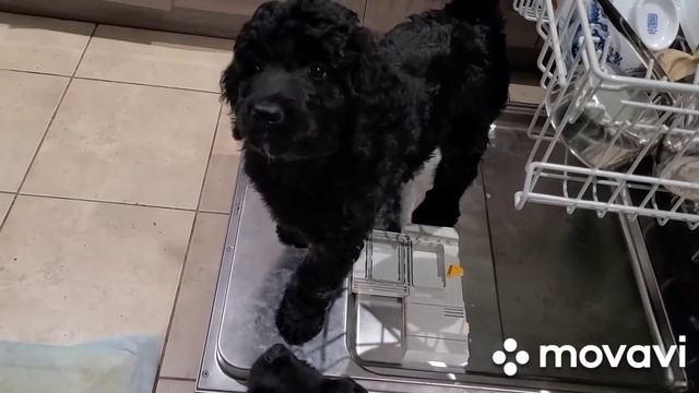 как правильно вымыть посуду! смотреть онлайн