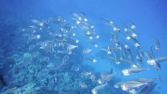 Южноазиатская скумбрия. Makrele ..DSCF7559 смотреть онлайн