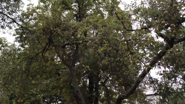 Saint Sophia Cathedral in Kiev Собор святої Софії смотреть онлайн