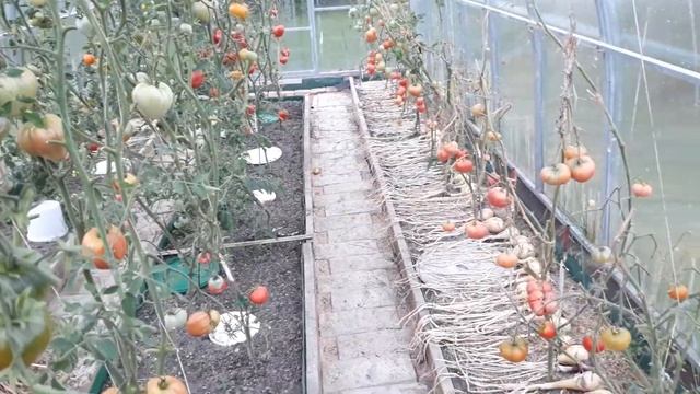 Как ускорить созревание томатов теплице. Маленькие хитрости с томатами. смотреть онлайн