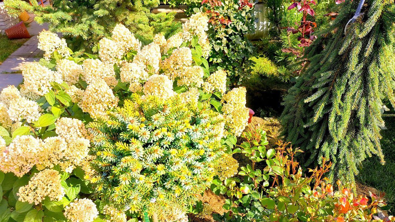 Идём дальше Прогулка по моему саду Часть 5 Обзор растений Сентябрь 2022 смотреть онлайн