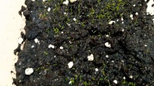 Всходы МШАНКИ