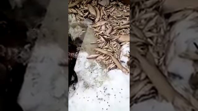 Массовая гибель рыбы на реке Пышме