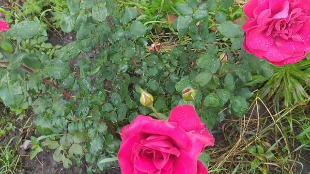 Роза Эдит Пиаф смотреть онлайн