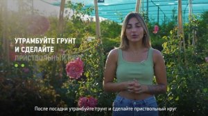 Как посадить розы? Как правильно посадить розы на садовом участке?