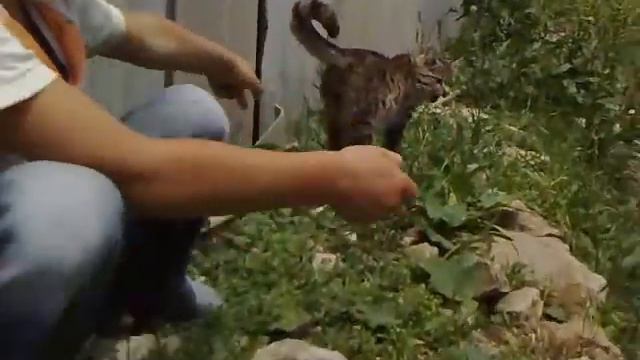 Кот смотреть онлайн