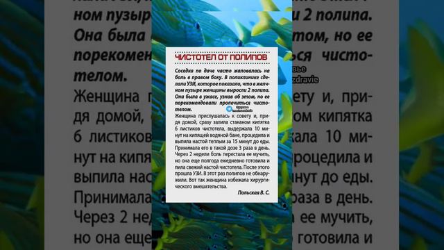 чистотел от полипов #медицина #здоровье #полезно #здоров #народнаямедицина #зож #полезныесоветы