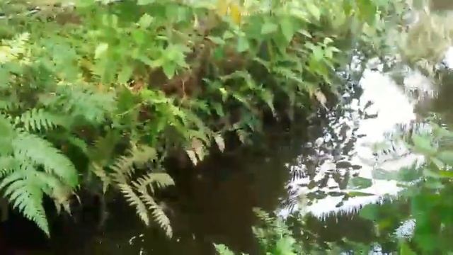 spot mancing ikan gabus (channa) part1 смотреть онлайн