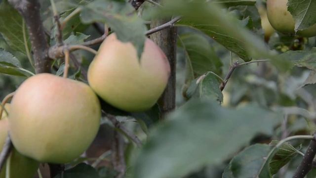 Пинк Леди-саженец лучшего зимнего сорта смотреть онлайн