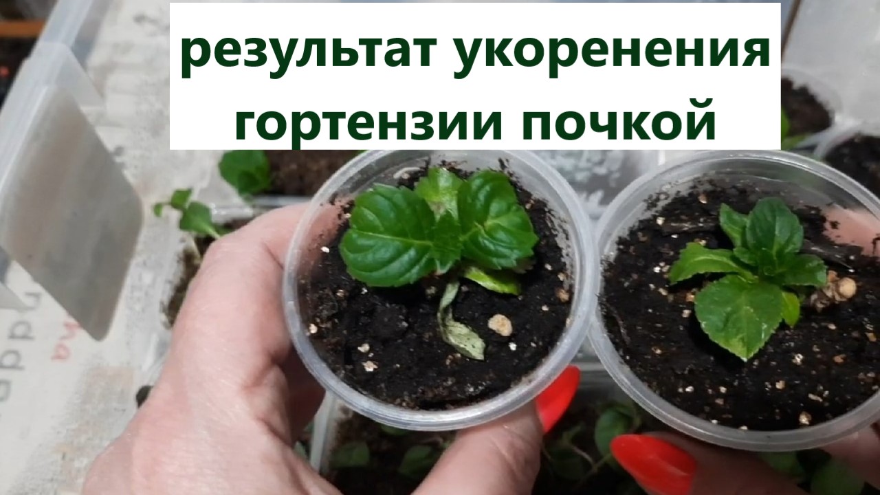 Результат по укоренению гортензии почкой и не только. Развитие лаванда из макушечного черенка. смотреть онлайн