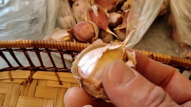 Время сажать чеснок.Посадочный материал. смотреть онлайн