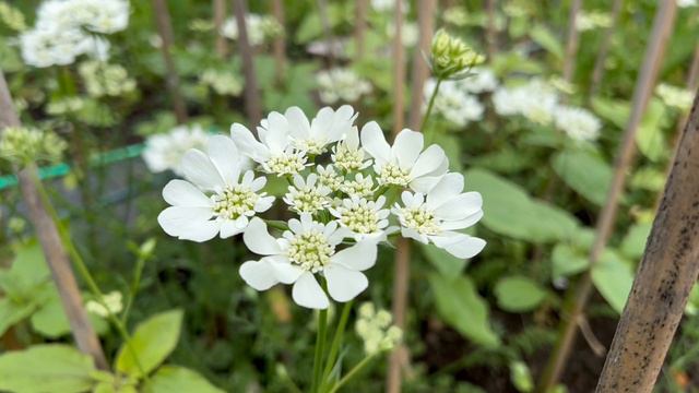 Looking Back At 2022 | A Year Of Flowers смотреть онлайн