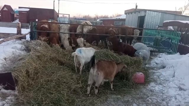 Коза о продаже которой я желею до сих( Печальная судьба козы Кассандры!