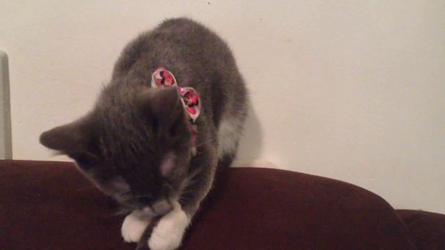 a gatinha julieta смотреть онлайн