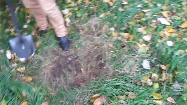 Поиски клада на свежем воздухе смотреть онлайн
