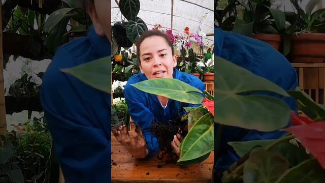 Primeros Auxilios para Anturios смотреть онлайн