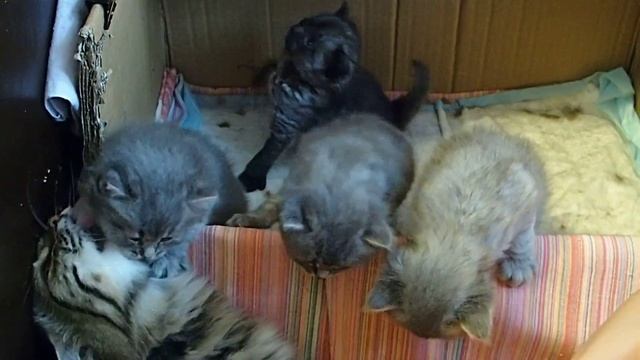 Сибирская кошка. Котята. 26 дней. смотреть онлайн