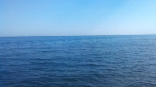 Папашенька Дельфины-Афалины смотреть онлайн