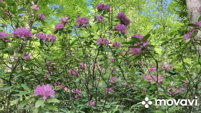 Природа - художница! Май 2021 Hamilton Gardens. смотреть онлайн
