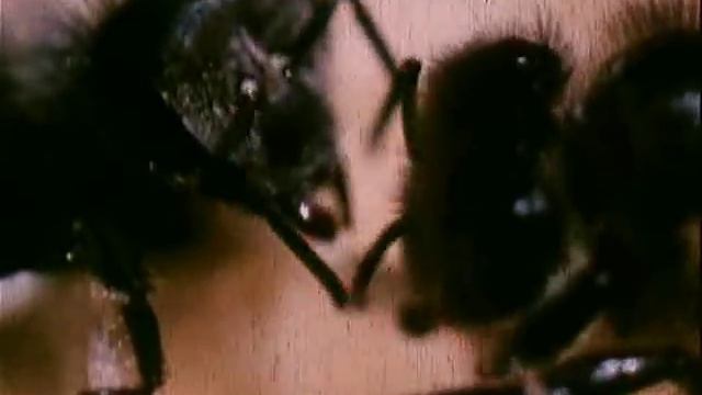 Чтобы пчёл стало больше смотреть онлайн