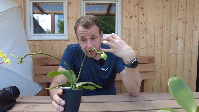 Phalaenopsis Allura Volta & Summer Lady: Zwei Atemberaubende Orchideenhybriden