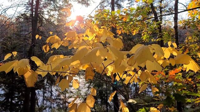 #70 Shubie Park в октябре. Красочная канадская осень и бесстрашные утки. Галифакс, НС, Канада смотреть онлайн